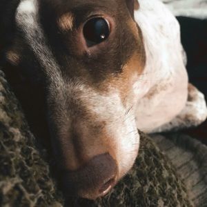 Meet your Posher, Robin